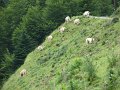 (24) 2007 La Soule